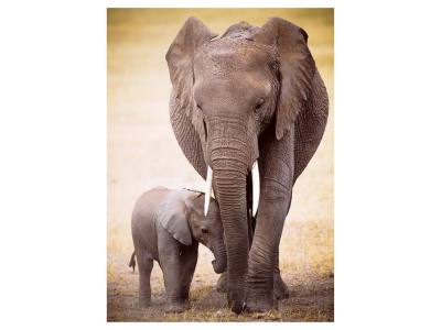 ELEPHANT & BABY 1000pc