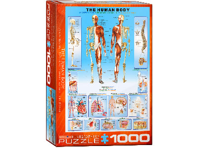 THE HUMAN BODY 1000pc