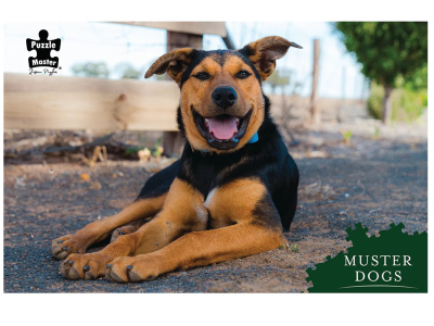 MUSTER DOGS CHAMPION BANJO