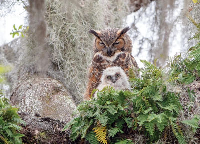 GREAT HORNED OWL 1000pc