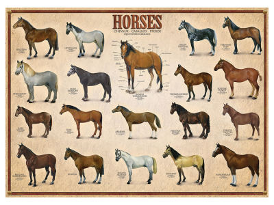 HORSES 1000pc