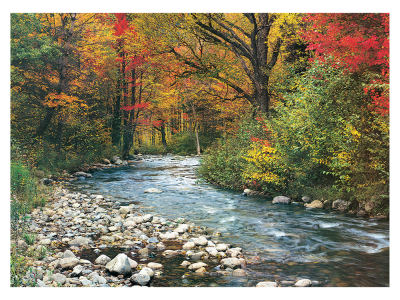 FOREST STREAM 1000pc