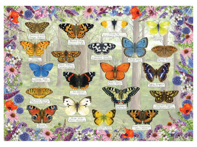 BEAUTIFUL BUTTERFLIES 1000pc