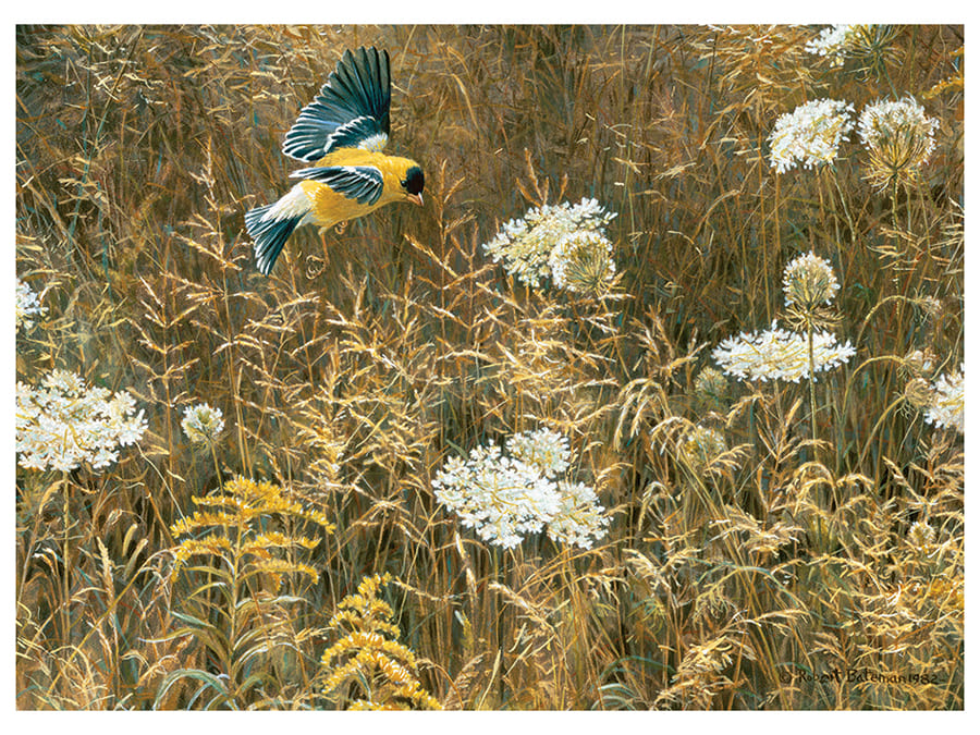 QUEEN ANNE'S LACE & GOLDFINCH - Click Image to Close