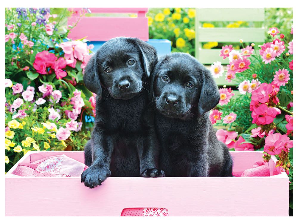 BLACK LABS IN PINK BOX 500pcXL - Click Image to Close