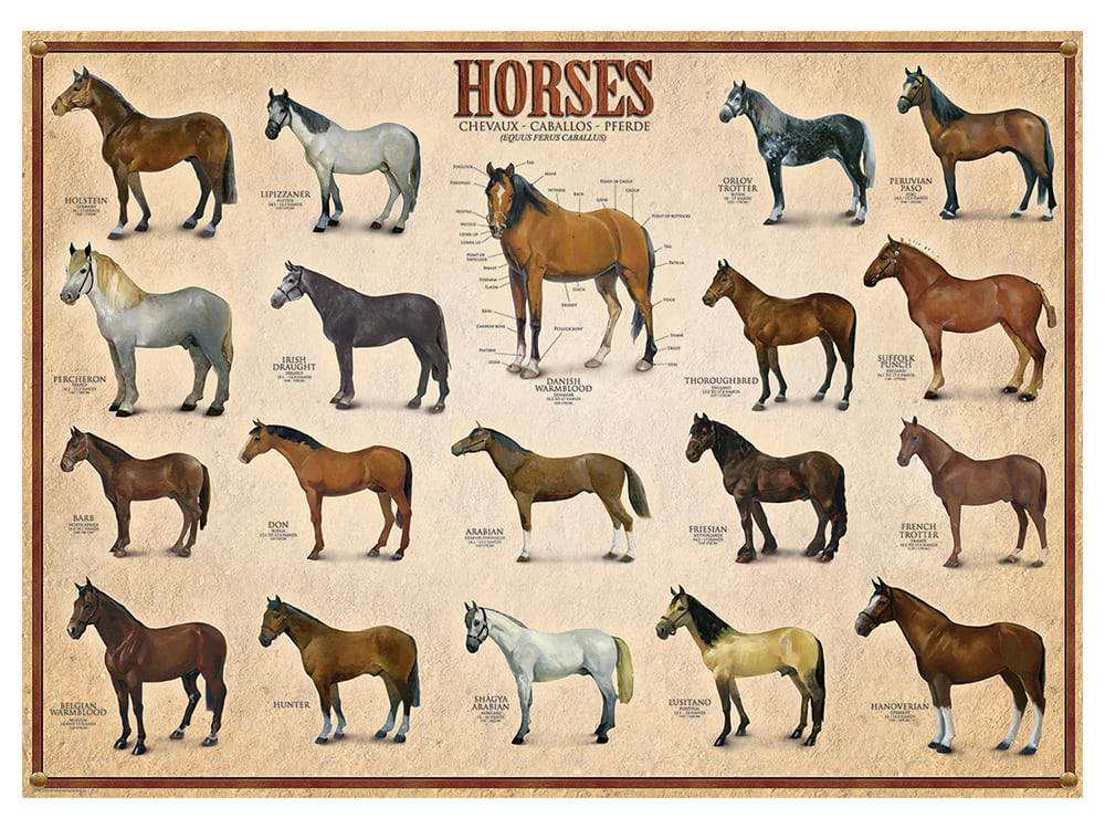 HORSES 1000pc - Click Image to Close