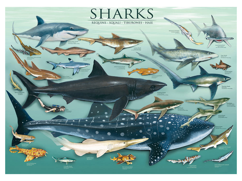 SHARKS 1000pc - Click Image to Close