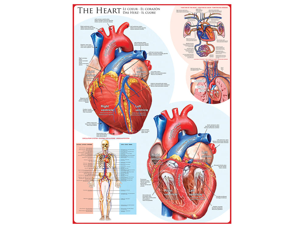 THE HEART 1000pc - Click Image to Close
