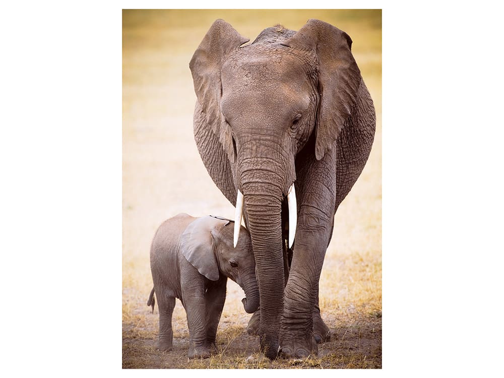 ELEPHANT & BABY 1000pc - Click Image to Close