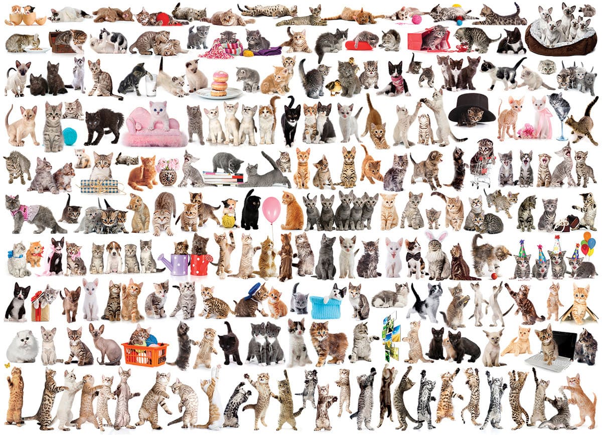 WORLD OF CATS 1000pc - Click Image to Close