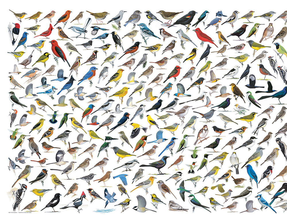 WORLD OF BIRDS 1000pc - Click Image to Close
