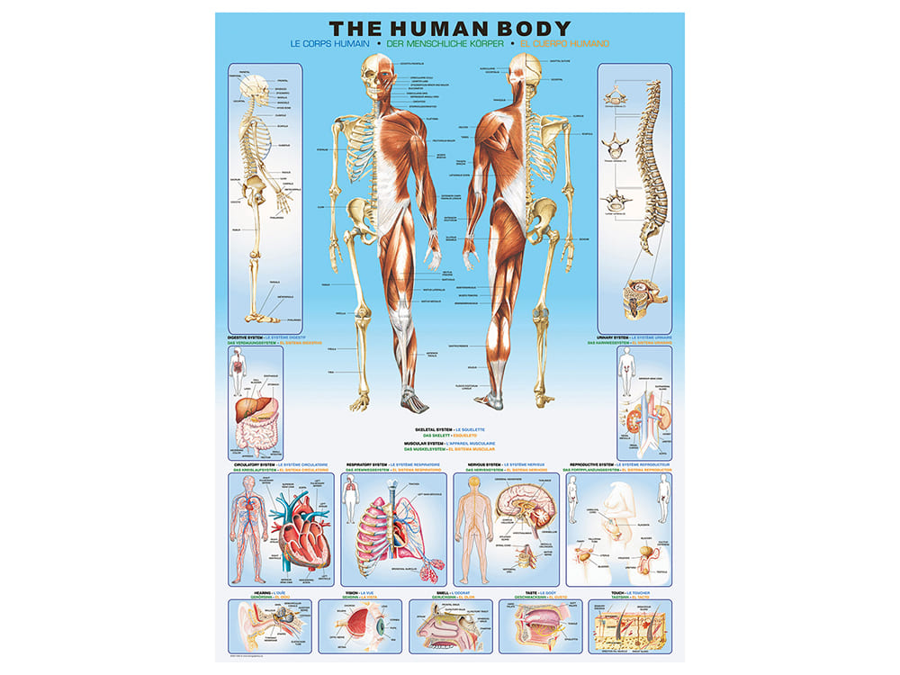 THE HUMAN BODY 1000pc - Click Image to Close