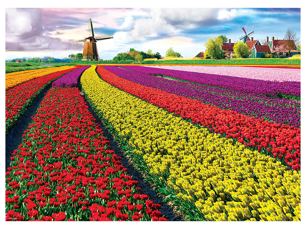 TULIP FIELDS NETHERLANDS - Click Image to Close