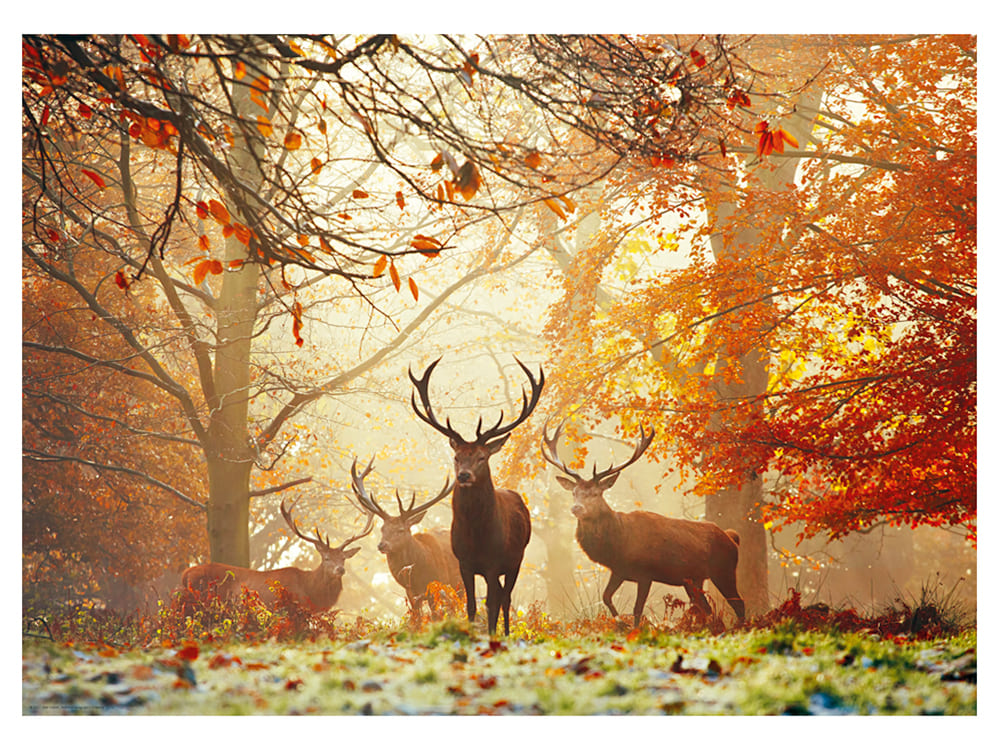 MAGIC FOREST STAGS 1000pc - Click Image to Close