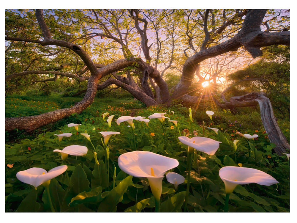 MAGIC FORESTS, CALLA CLEARING - Click Image to Close