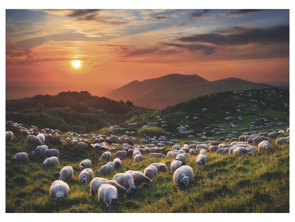 VON HUMBOLD, SHEEP & VOLCANOES - Click Image to Close