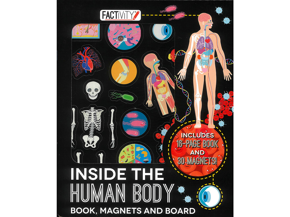 FACTIVITY INSIDE HUMAN BODY