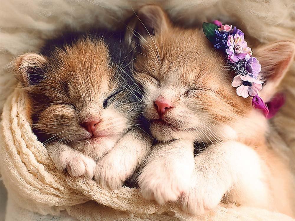 SLEEPING KITTENS 500p - Click Image to Close