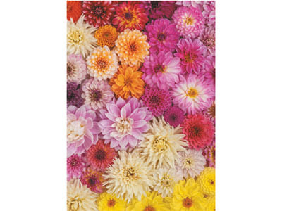 DAHLIAS 1000pc DAHLIAS 1000pc